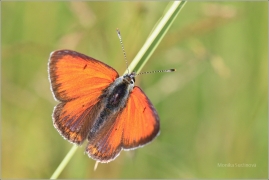 <p>OHNIVÁČEK MODROLEMÝ (Lycaena hippothoe) Šluknovsko - Kunratice u Šluknova ---- /Purple-edged copper - Lilagold-Feuerfalter/</p>